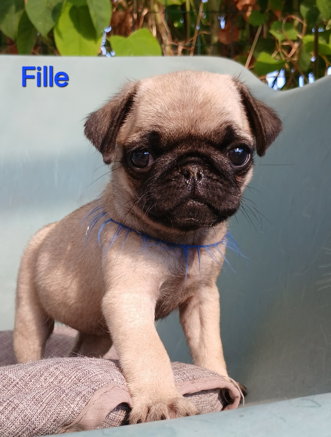 du domaine de la Rocherie - Chiots disponibles - Carlin