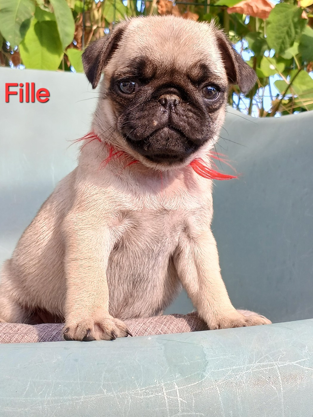 du domaine de la Rocherie - Chiots disponibles - Carlin