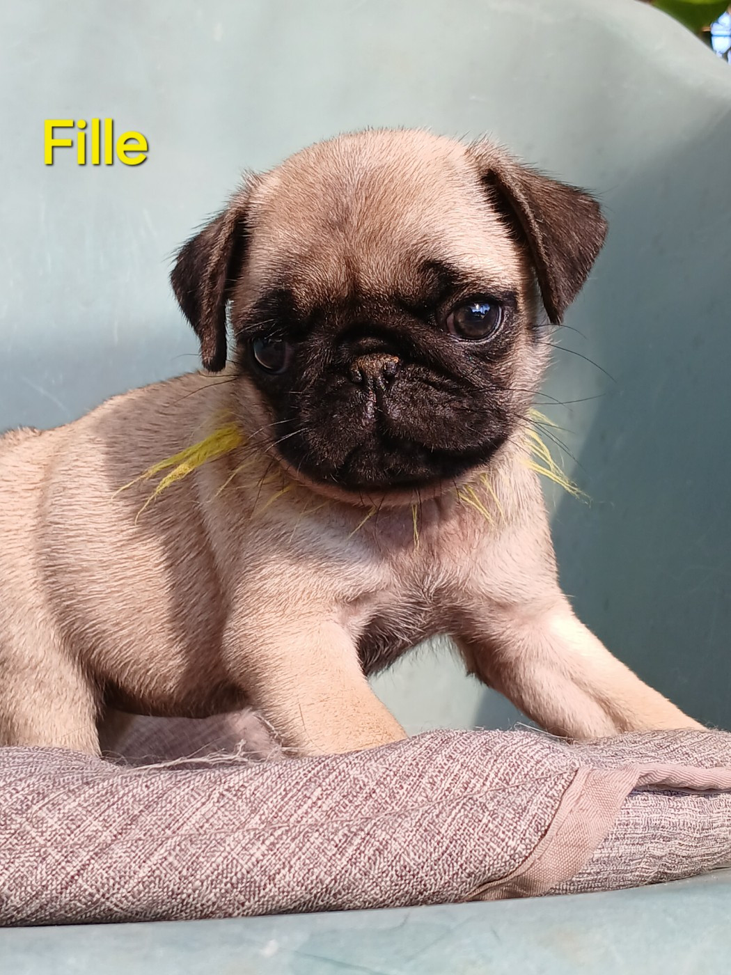 du domaine de la Rocherie - Chiots disponibles - Carlin