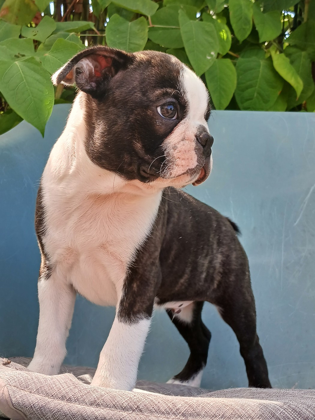 du domaine de la Rocherie - Chiots disponibles - Boston Terrier