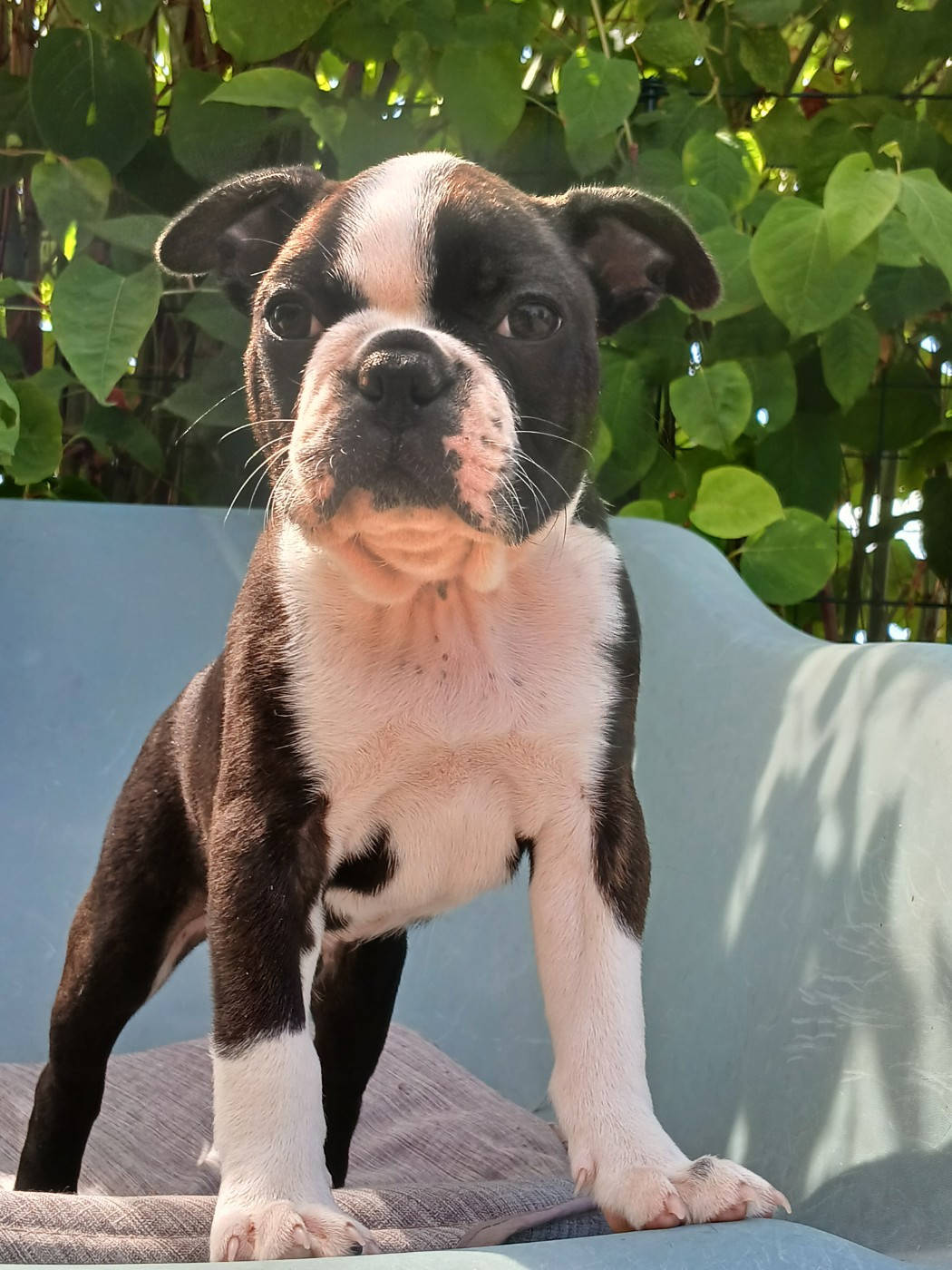 du domaine de la Rocherie - Chiots disponibles - Boston Terrier