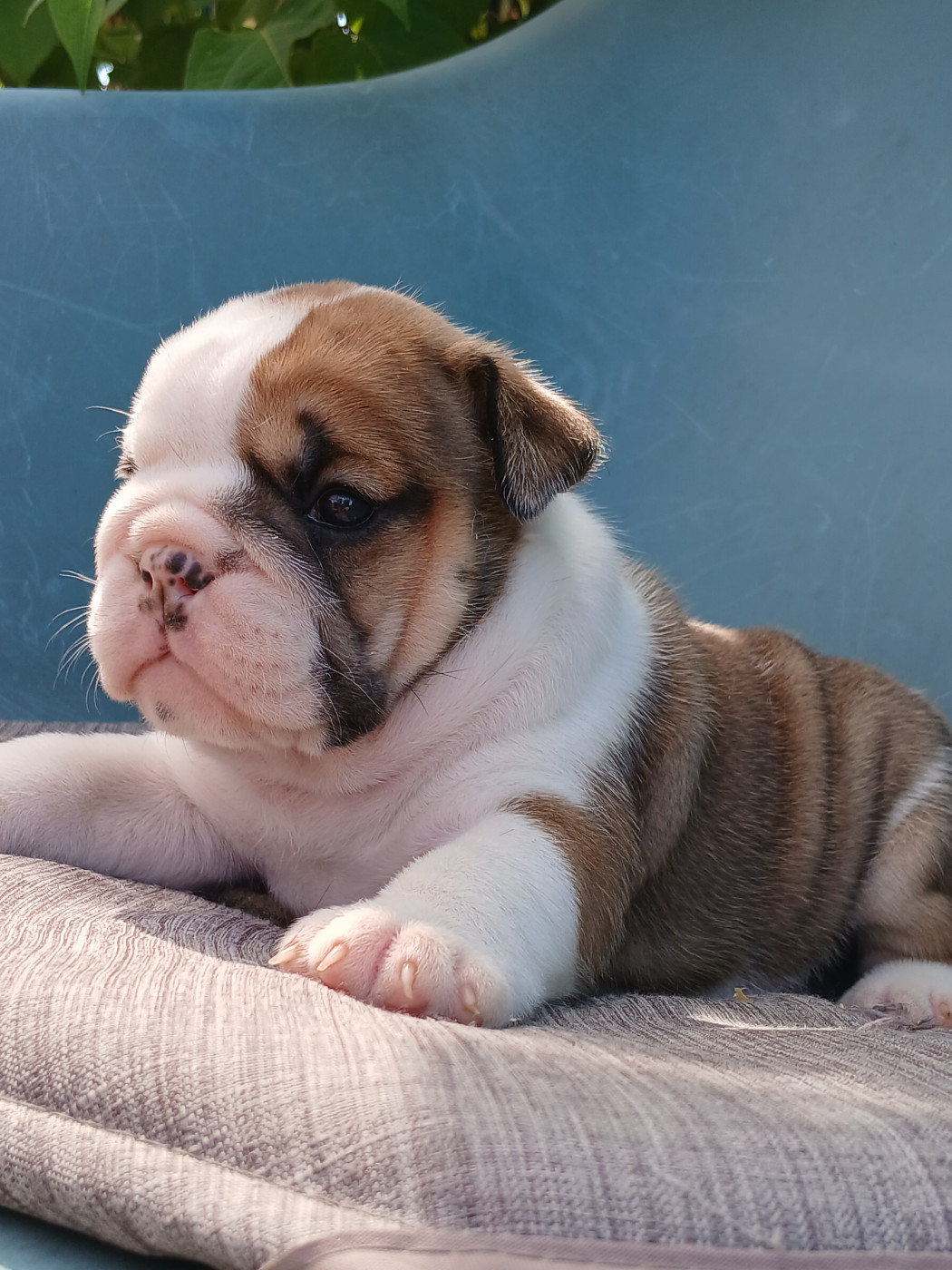 du domaine de la Rocherie - Chiots disponibles - Bulldog Anglais