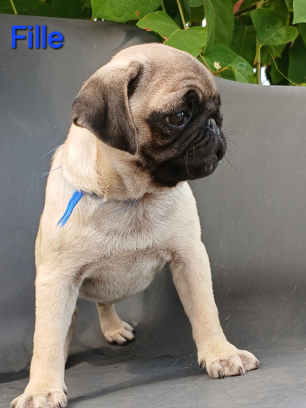 du domaine de la Rocherie - Chiots disponibles - Carlin