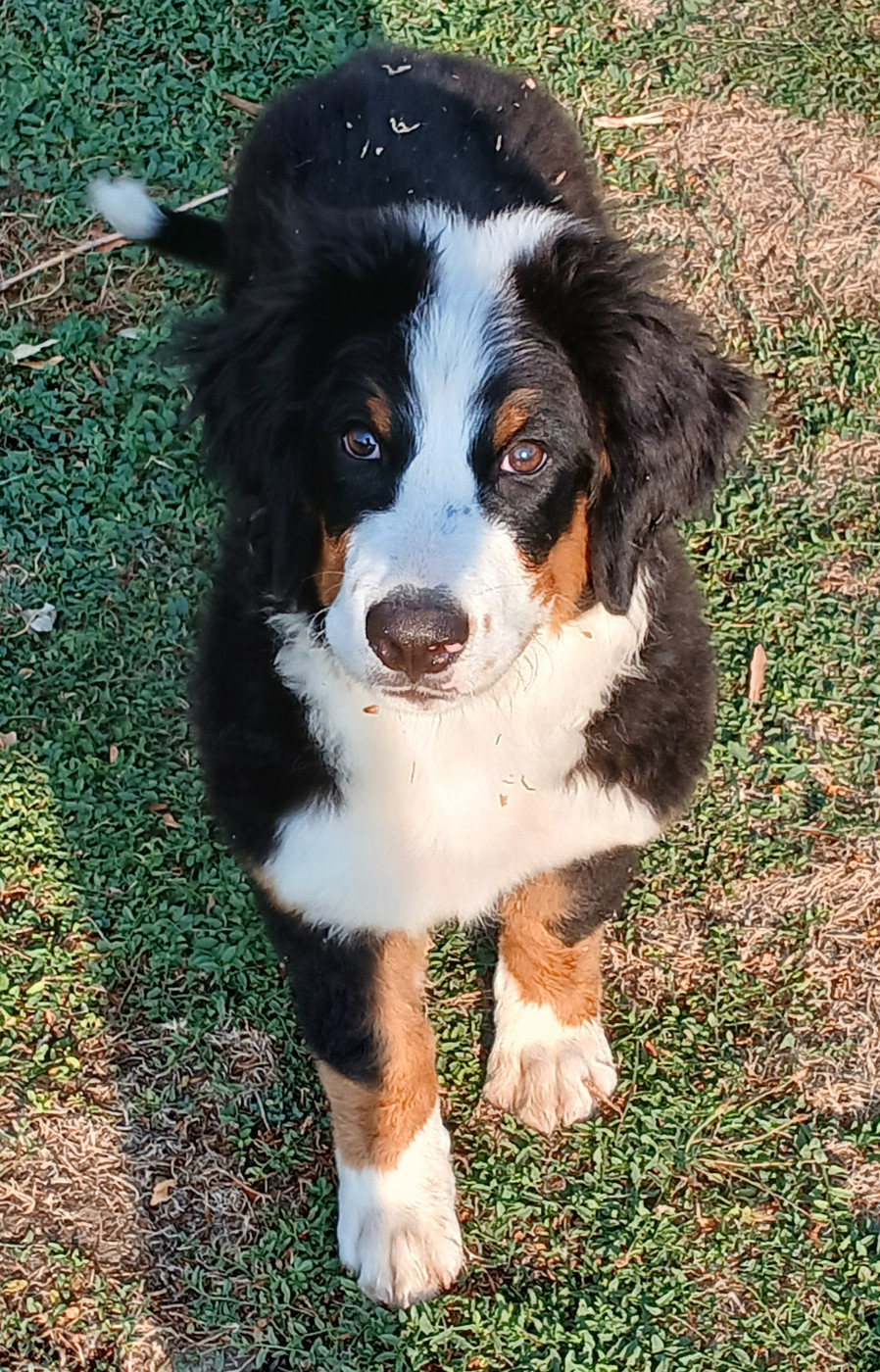 du domaine de la Rocherie - Chiots disponibles - Bouvier Bernois