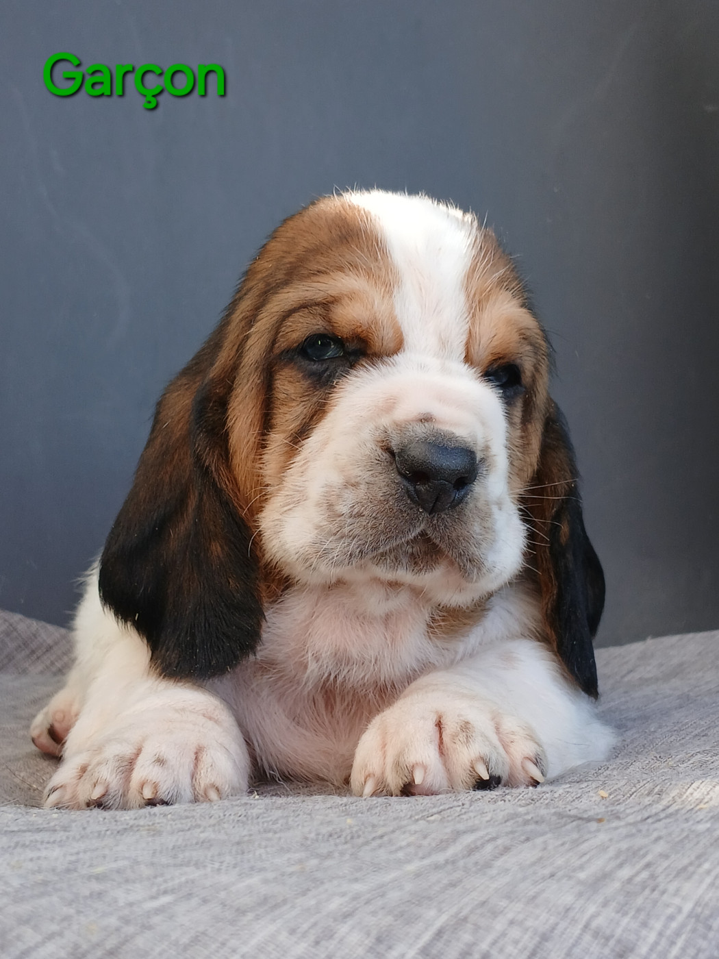 du domaine de la Rocherie - Chiots disponibles - Basset Hound