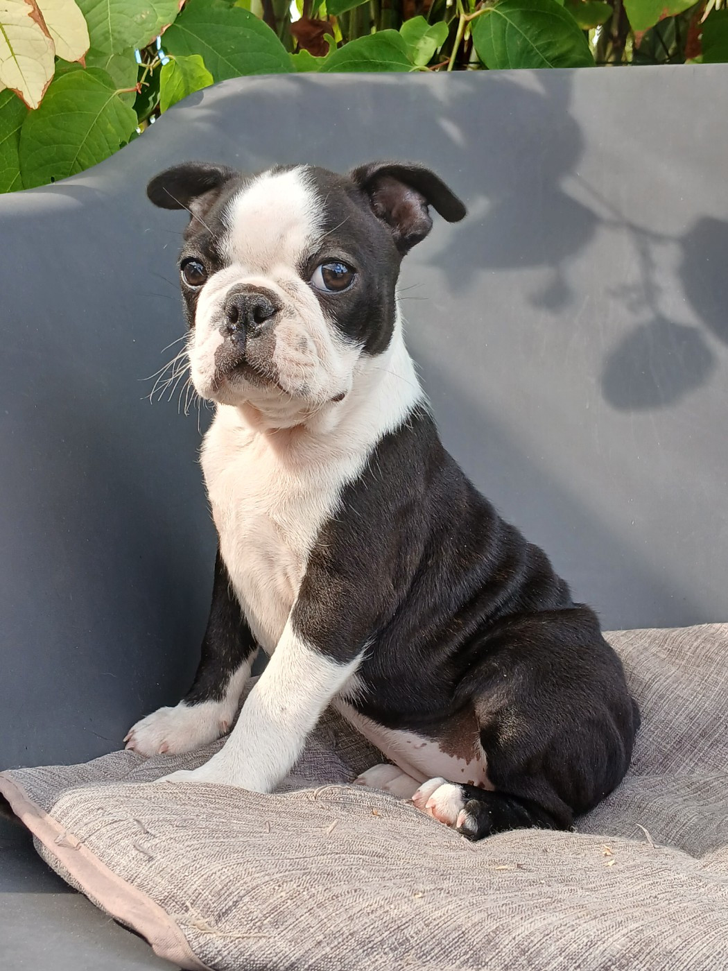du domaine de la Rocherie - Chiots disponibles - Boston Terrier