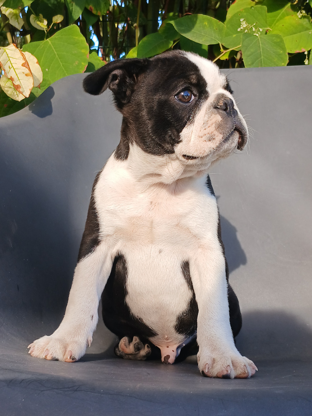 du domaine de la Rocherie - Chiots disponibles - Boston Terrier