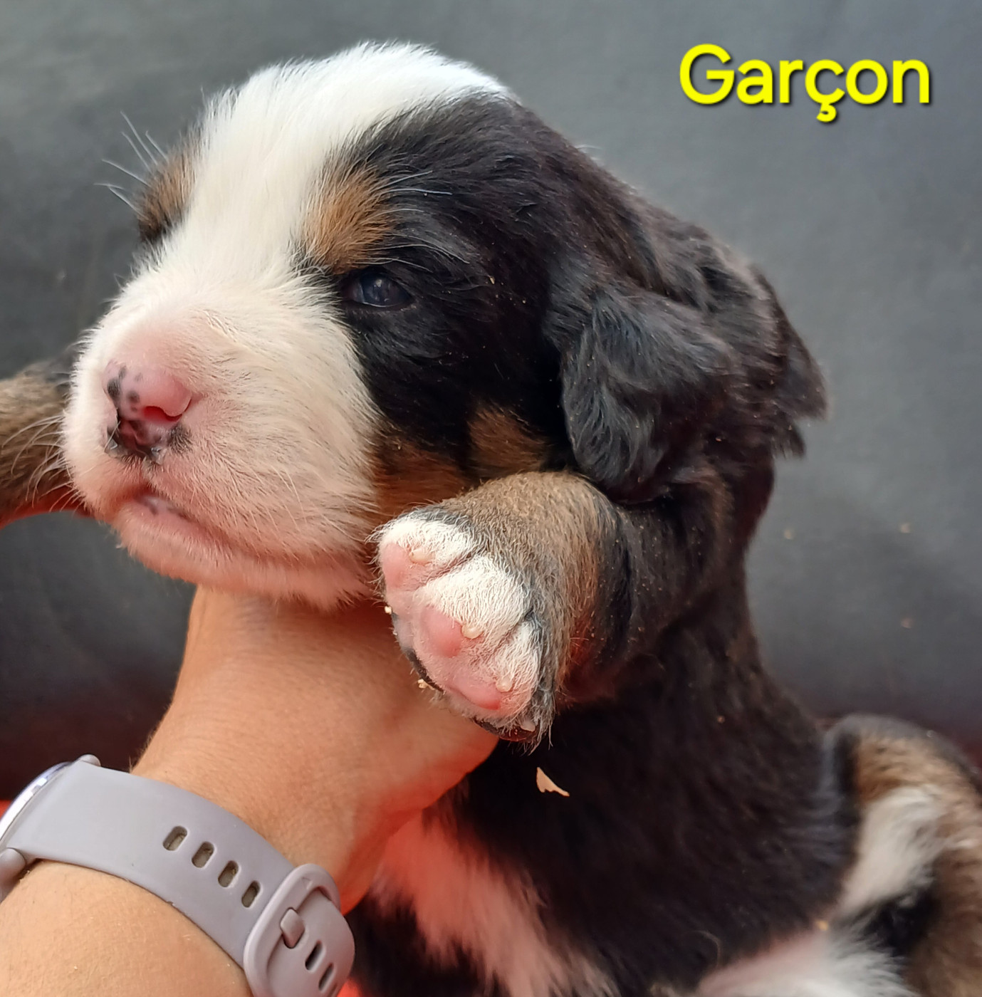 du domaine de la Rocherie - Chiots disponibles - Bouvier Bernois