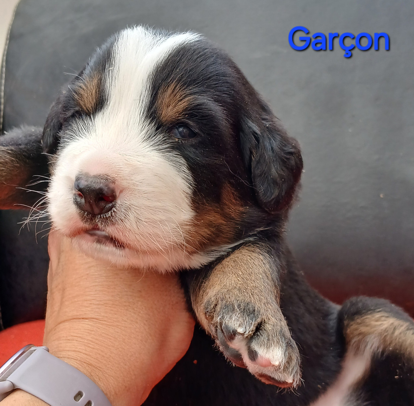du domaine de la Rocherie - Chiots disponibles - Bouvier Bernois