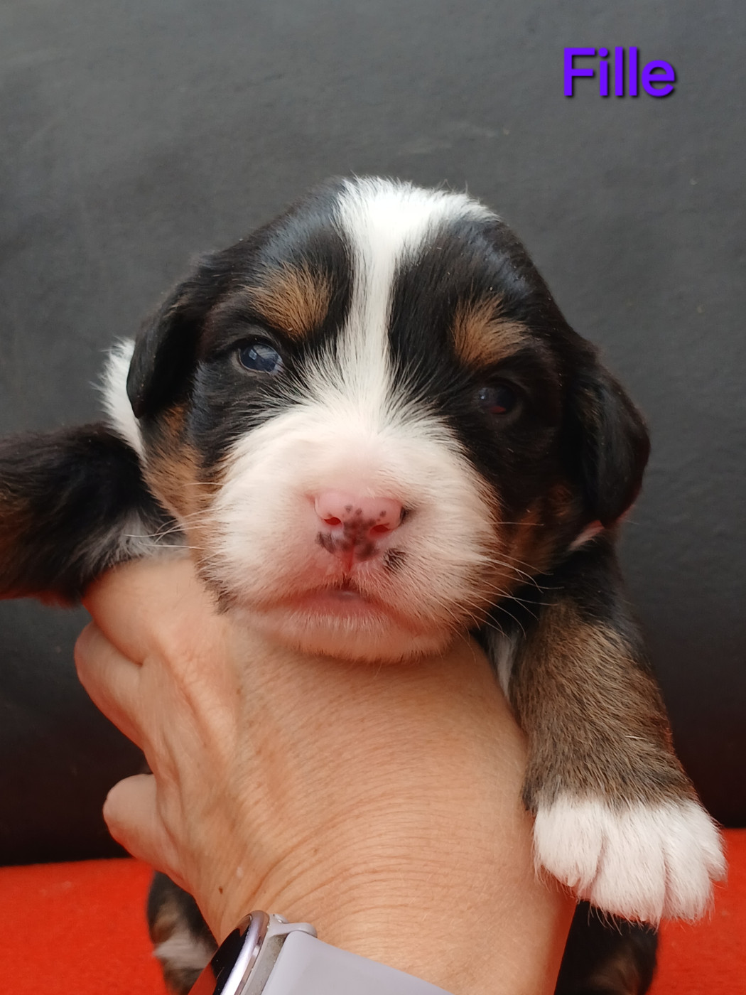 du domaine de la Rocherie - Chiots disponibles - Bouvier Bernois