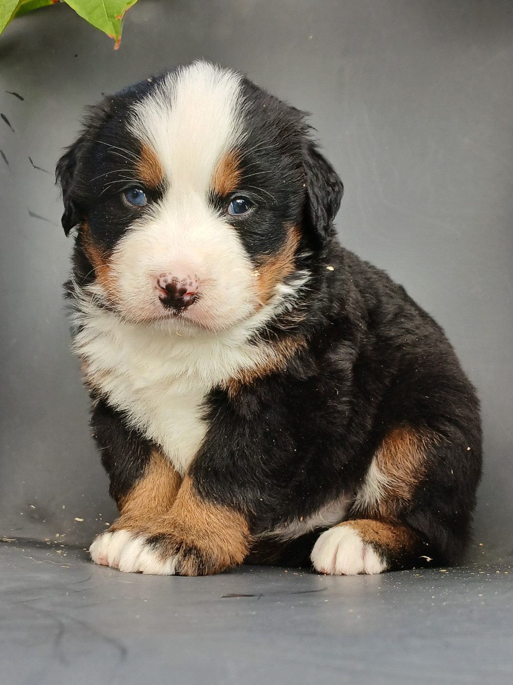 du domaine de la Rocherie - Chiots disponibles - Bouvier Bernois