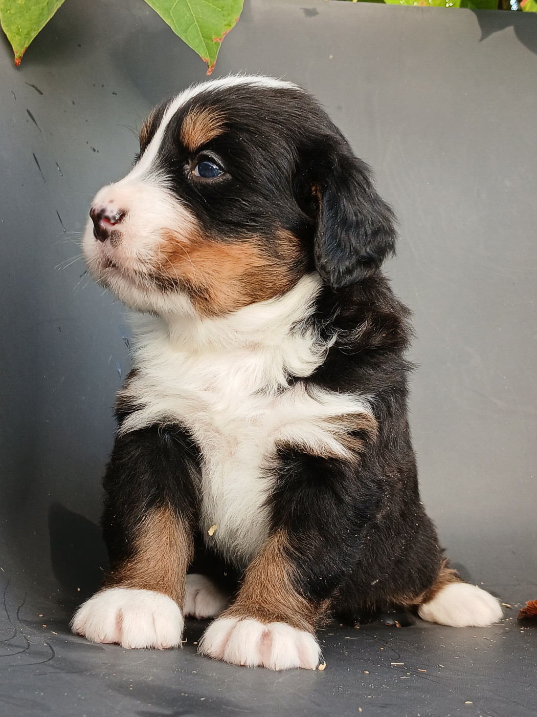 du domaine de la Rocherie - Chiots disponibles - Bouvier Bernois