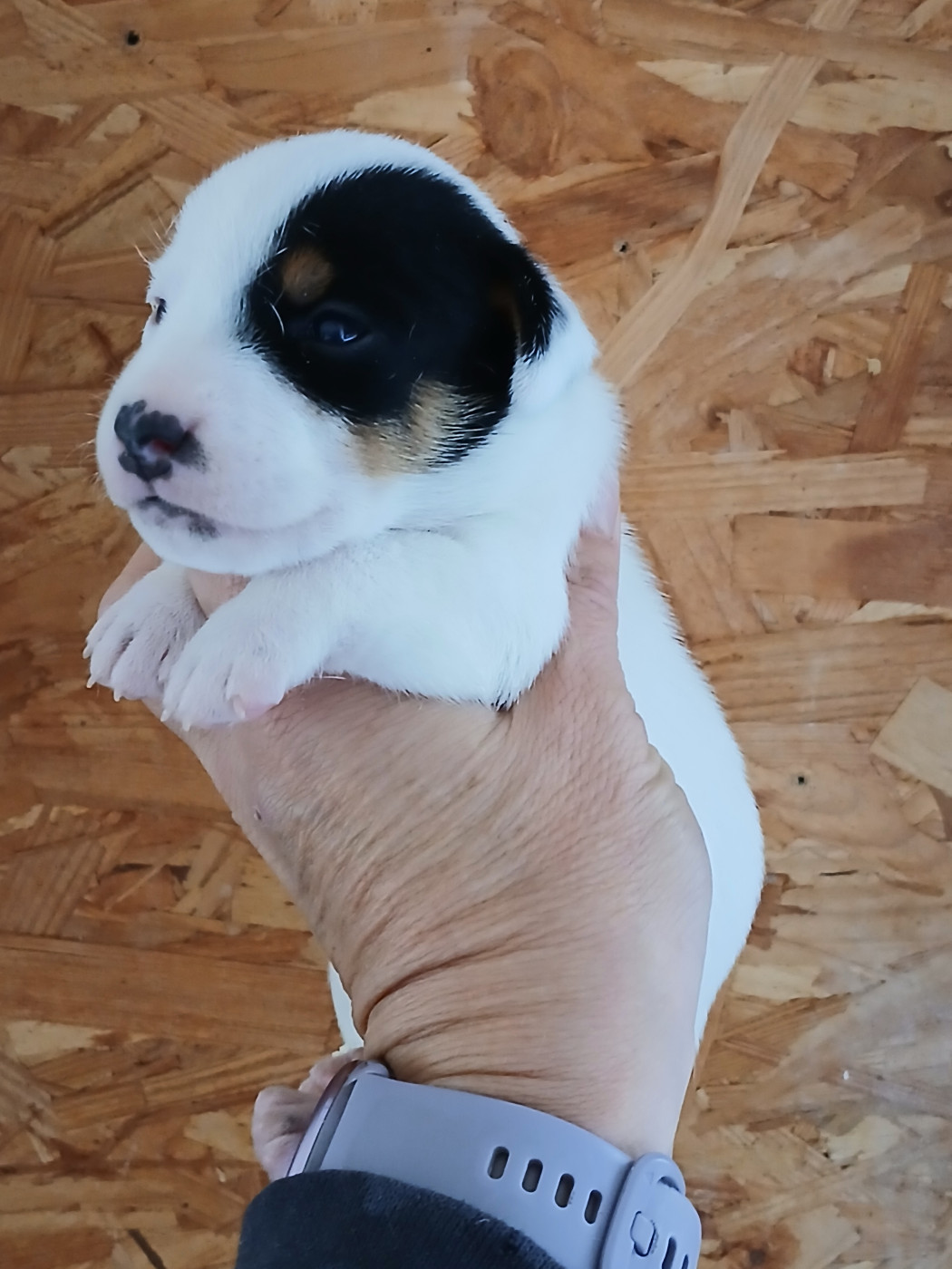 du domaine de la Rocherie - Chiots disponibles - Jack Russell Terrier