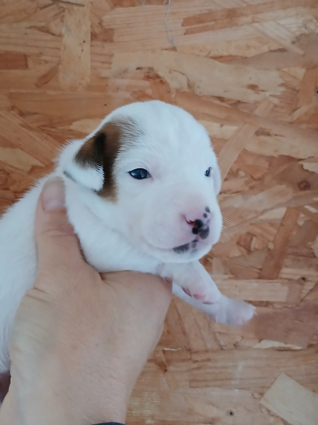 du domaine de la Rocherie - Chiots disponibles - Jack Russell Terrier