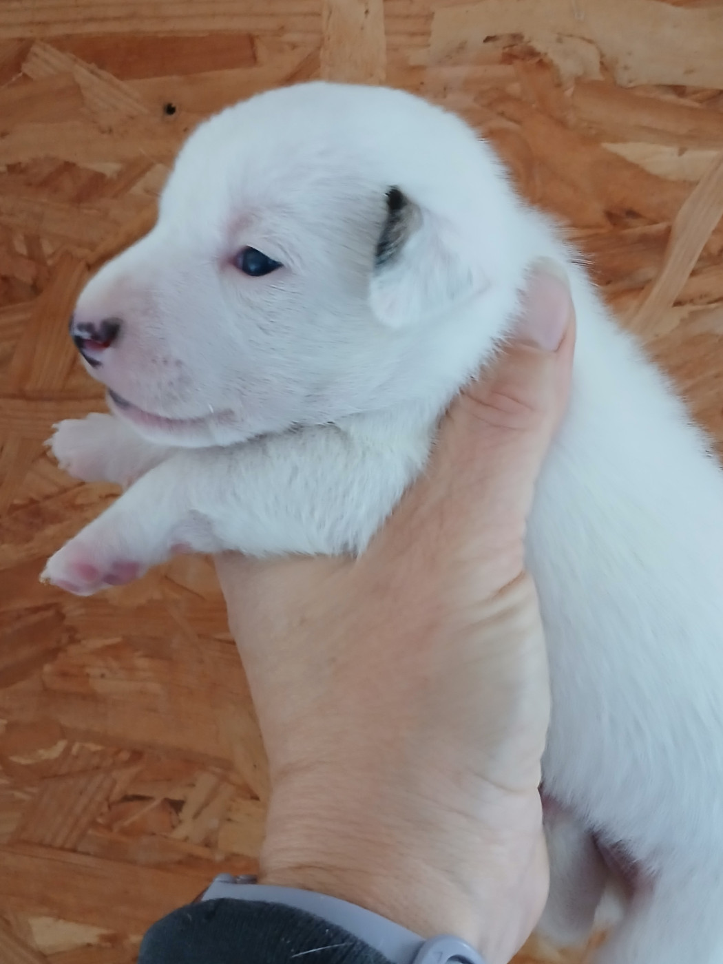 du domaine de la Rocherie - Chiots disponibles - Jack Russell Terrier