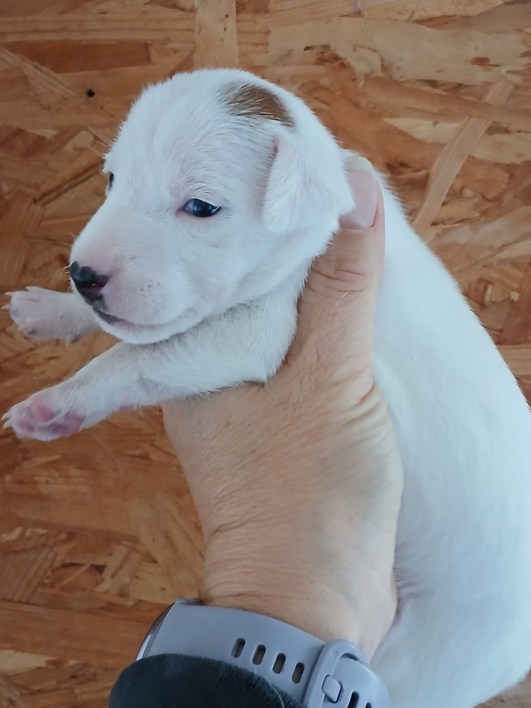 du domaine de la Rocherie - Chiots disponibles - Jack Russell Terrier