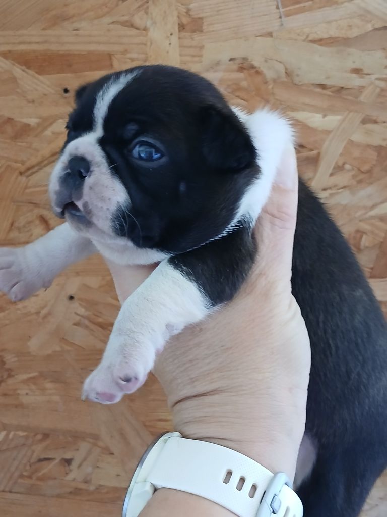 du domaine de la Rocherie - Chiots disponibles - Boston Terrier