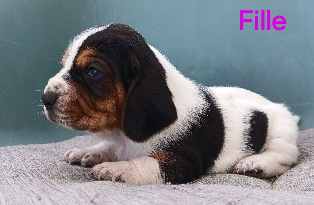du domaine de la Rocherie - Chiots disponibles - Basset Hound