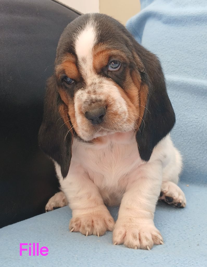 du domaine de la Rocherie - Chiots disponibles - Basset Hound