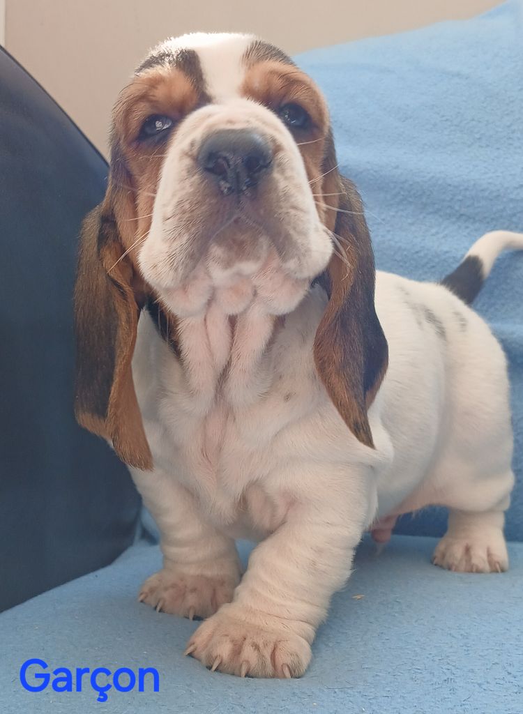 du domaine de la Rocherie - Chiots disponibles - Basset Hound