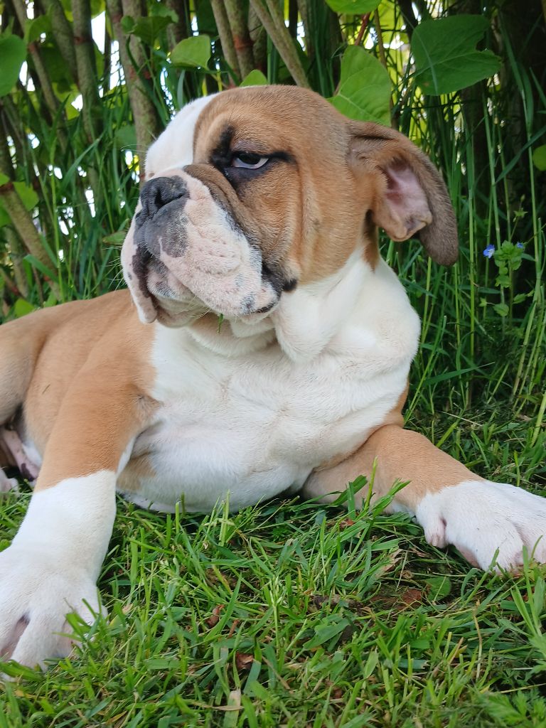 du domaine de la Rocherie - Chiots disponibles - Bulldog Anglais