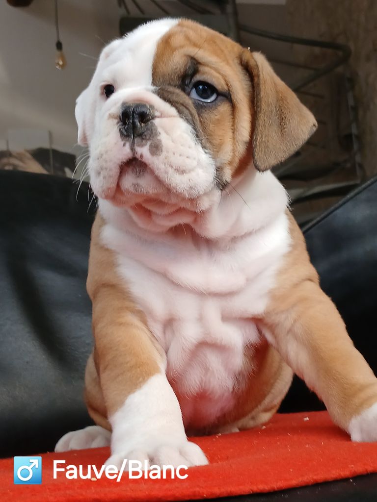 du domaine de la Rocherie - Chiots disponibles - Bulldog Anglais