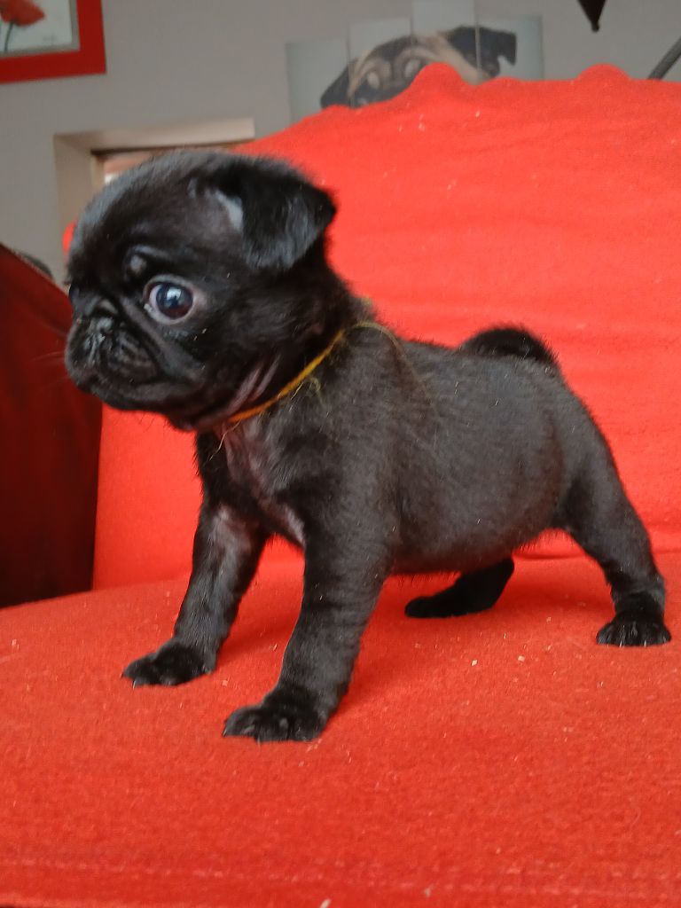 du domaine de la Rocherie - Chiots disponibles - Carlin