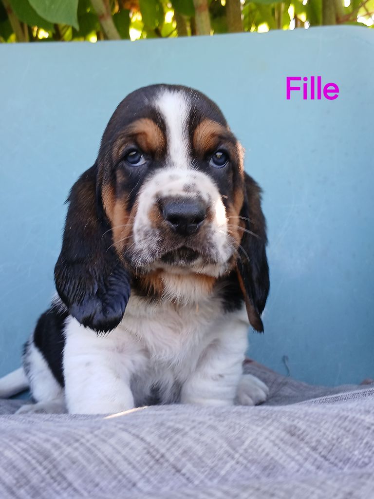 du domaine de la Rocherie - Chiots disponibles - Basset Hound