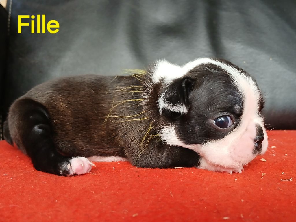 du domaine de la Rocherie - Chiots disponibles - Boston Terrier