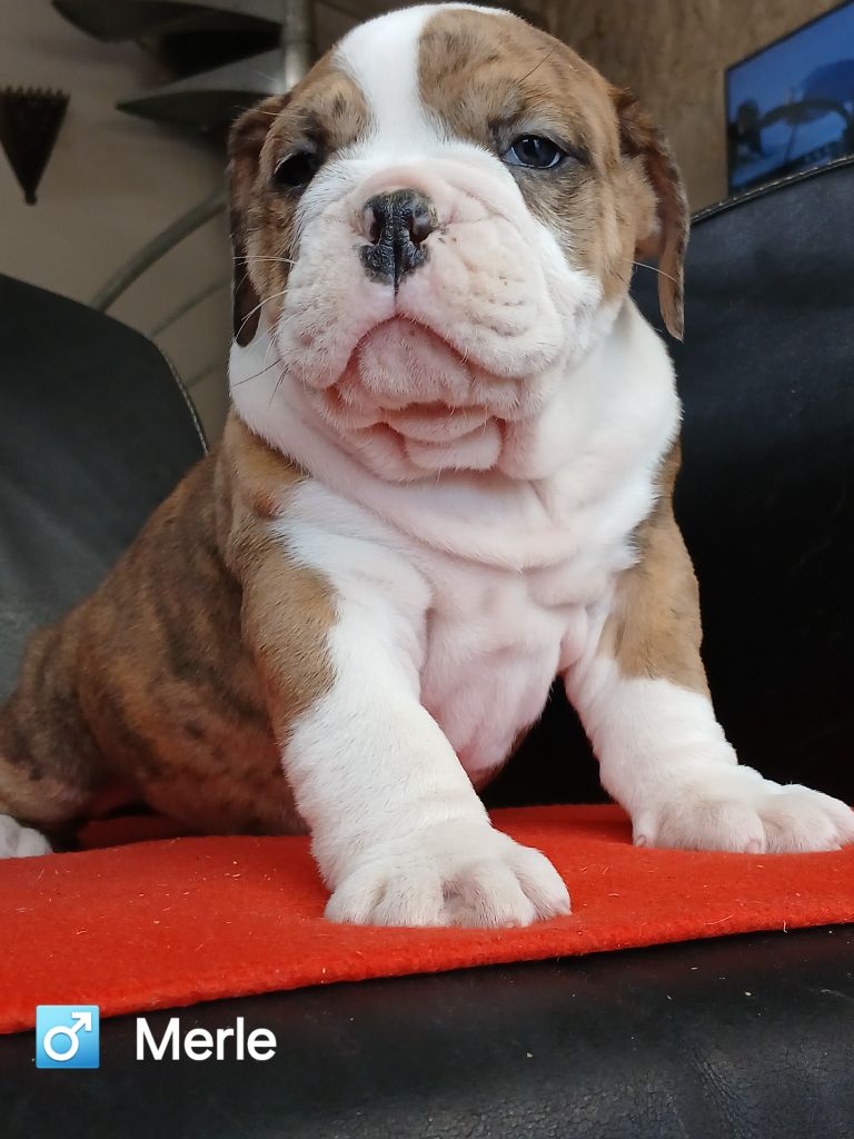 du domaine de la Rocherie - Chiots disponibles - Bulldog Anglais