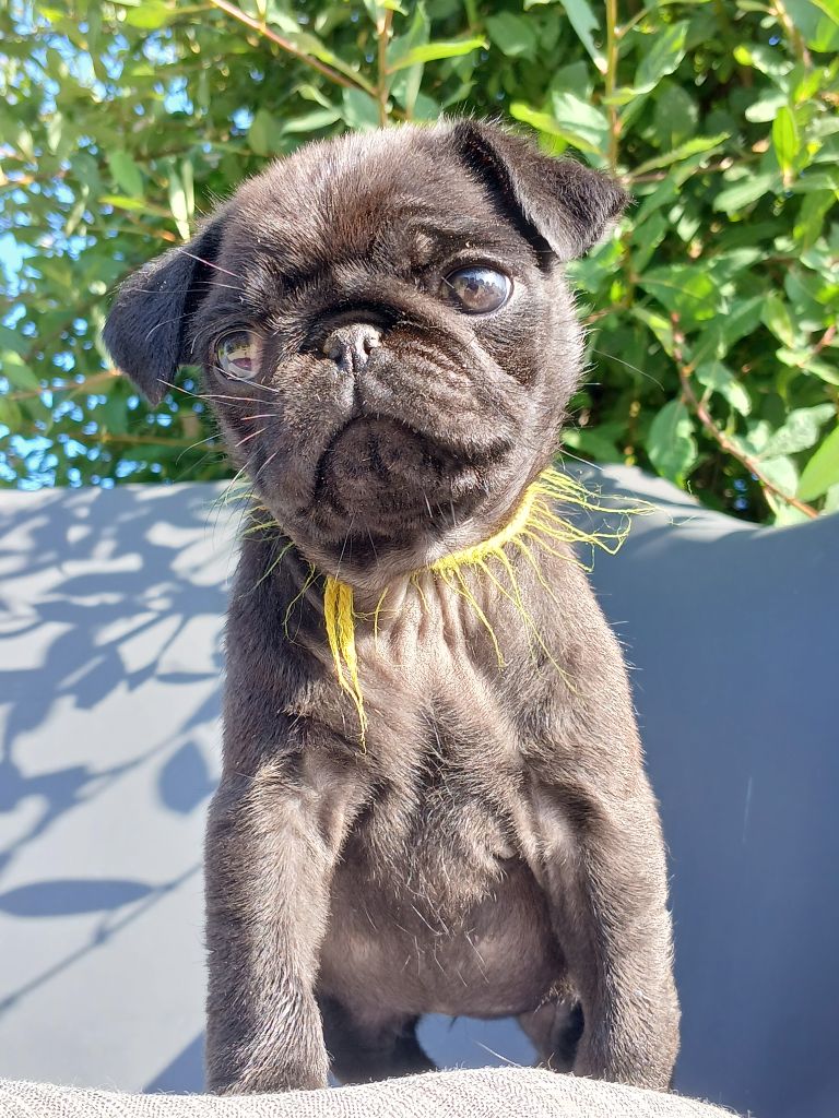 du domaine de la Rocherie - Chiots disponibles - Carlin