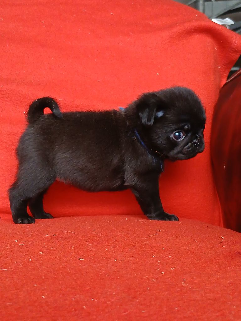 du domaine de la Rocherie - Chiots disponibles - Carlin