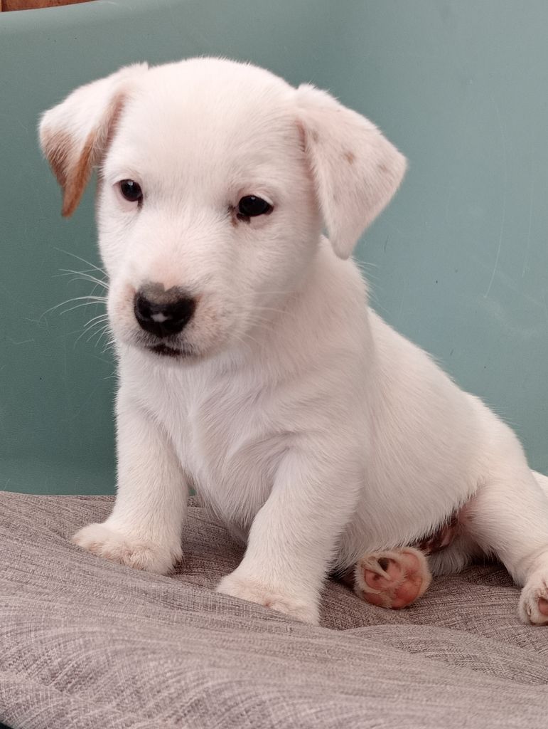 du domaine de la Rocherie - Jack Russell Terrier - Portée née le 29/07/2023
