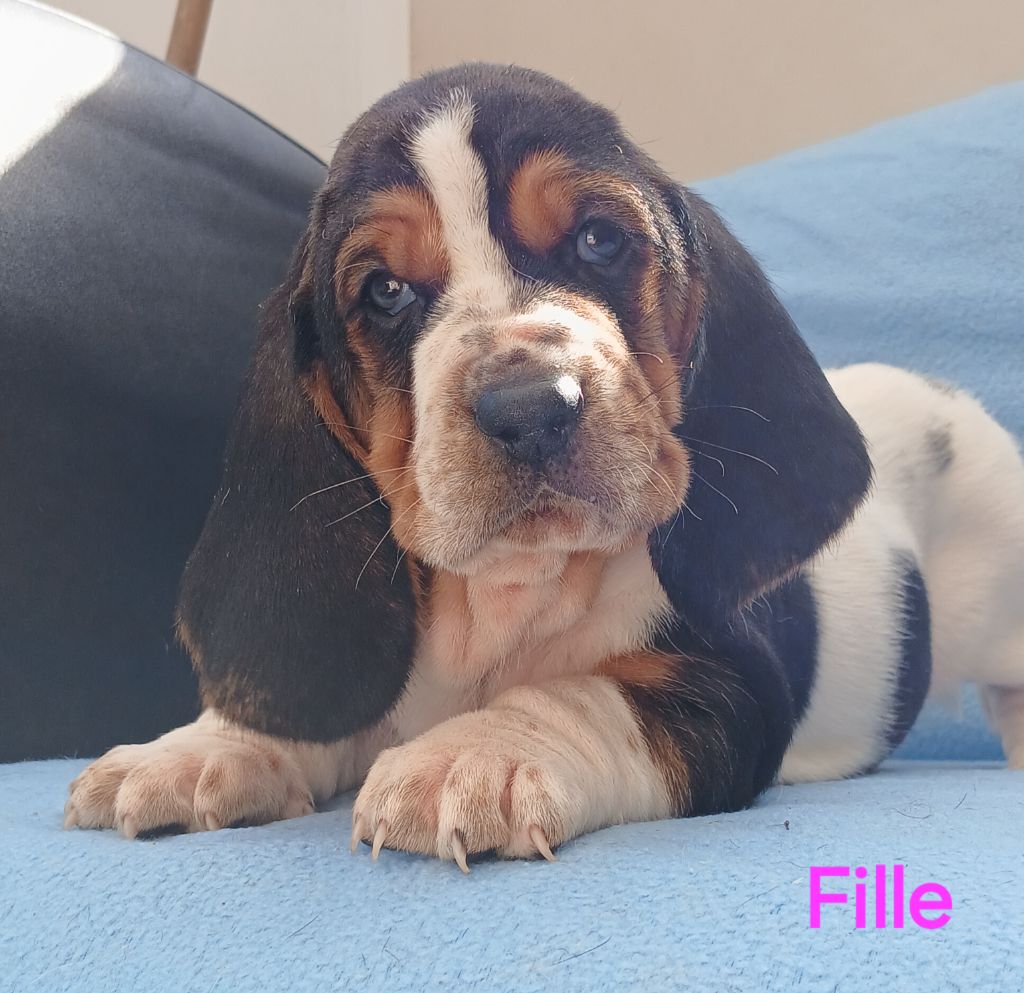 du domaine de la Rocherie - Chiots disponibles - Basset Hound