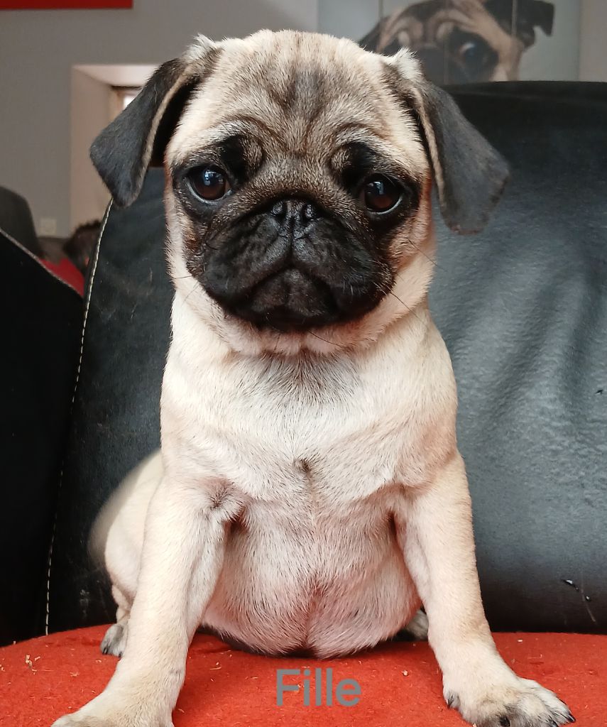du domaine de la Rocherie - Chiots disponibles - Carlin