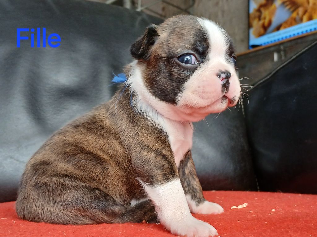 du domaine de la Rocherie - Chiots disponibles - Boston Terrier