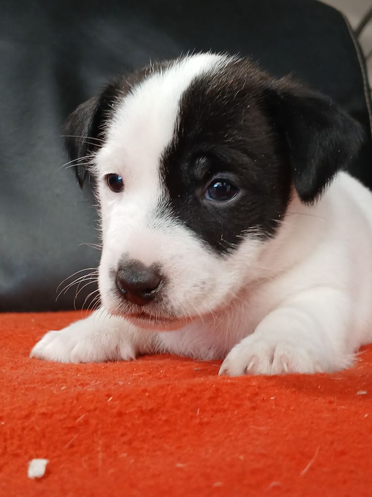 du domaine de la Rocherie - Chiots disponibles - Jack Russell Terrier