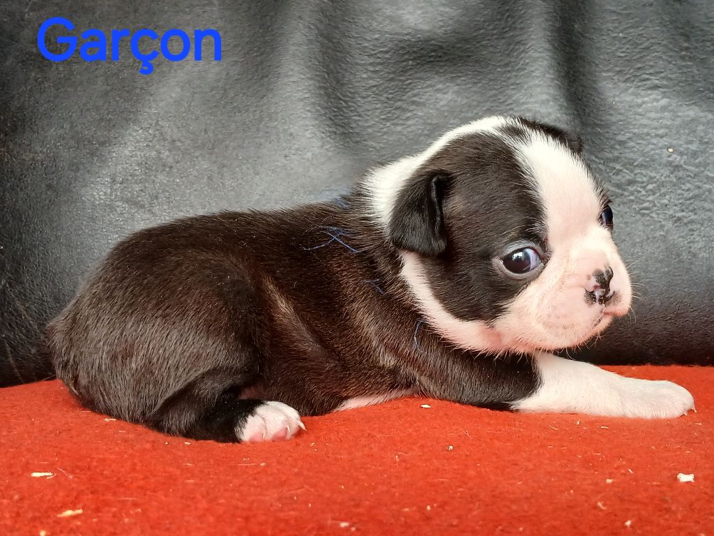 du domaine de la Rocherie - Chiots disponibles - Boston Terrier