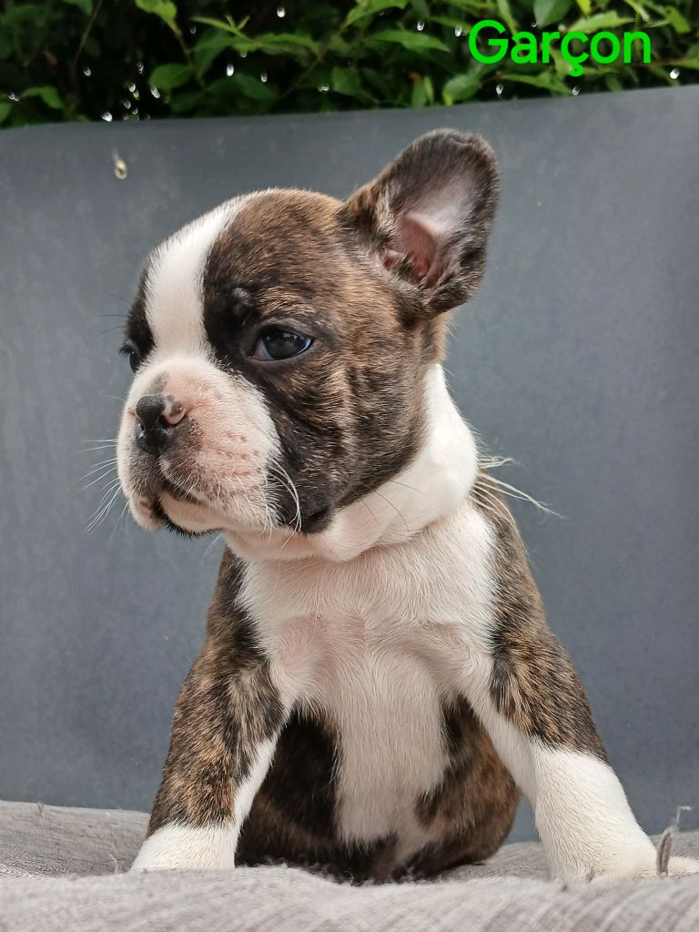 du domaine de la Rocherie - Chiots disponibles - Boston Terrier