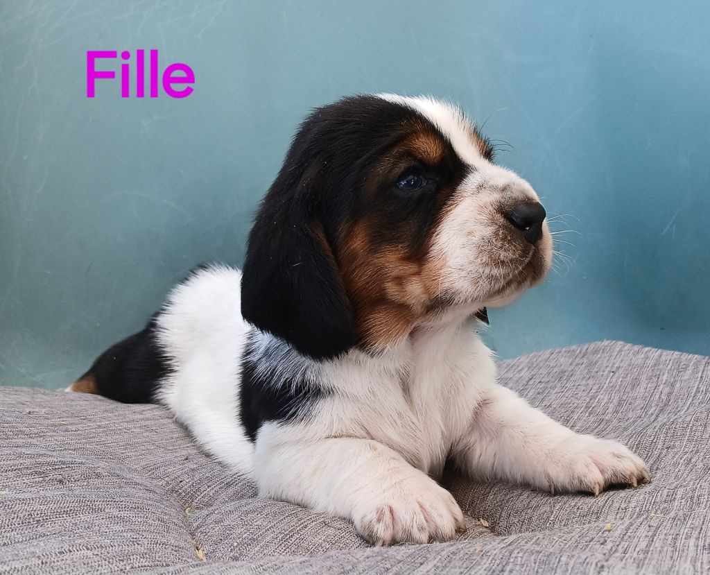 du domaine de la Rocherie - Chiots disponibles - Basset Hound