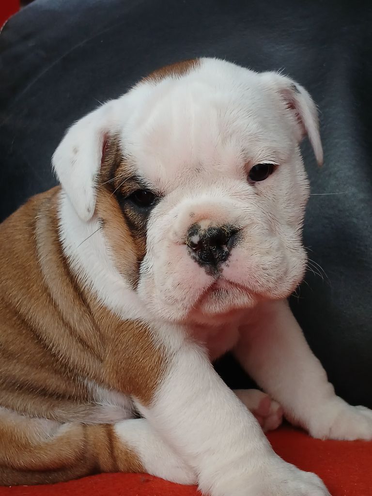 du domaine de la Rocherie - Chiots disponibles - Bulldog Anglais