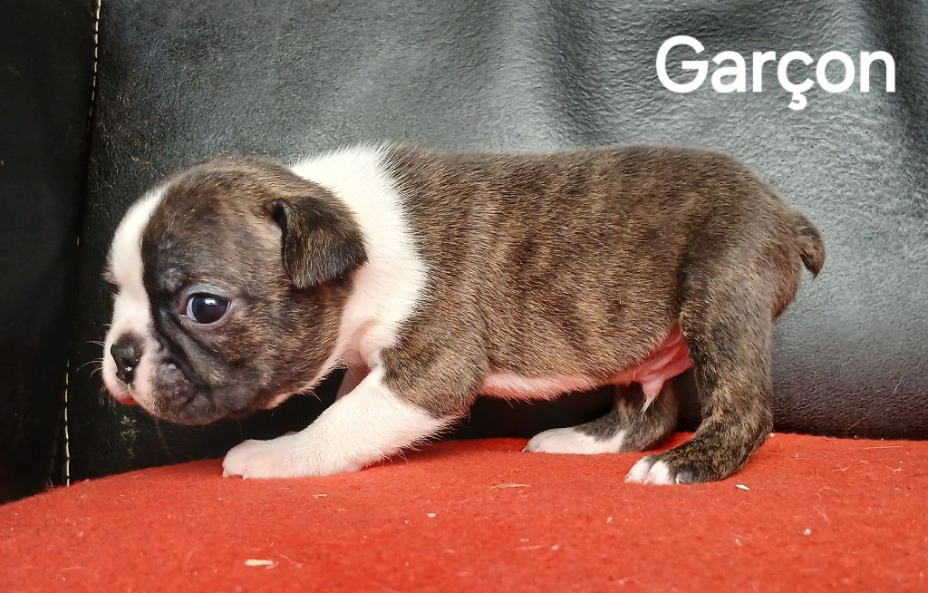 du domaine de la Rocherie - Chiots disponibles - Boston Terrier