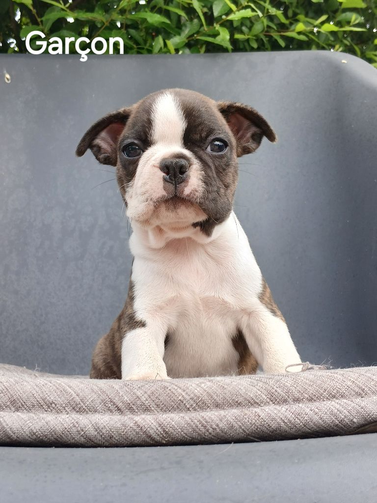 du domaine de la Rocherie - Chiots disponibles - Boston Terrier