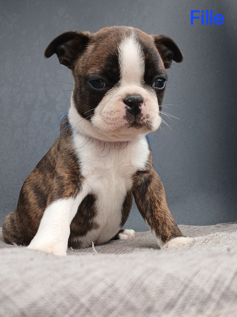 du domaine de la Rocherie - Chiots disponibles - Boston Terrier