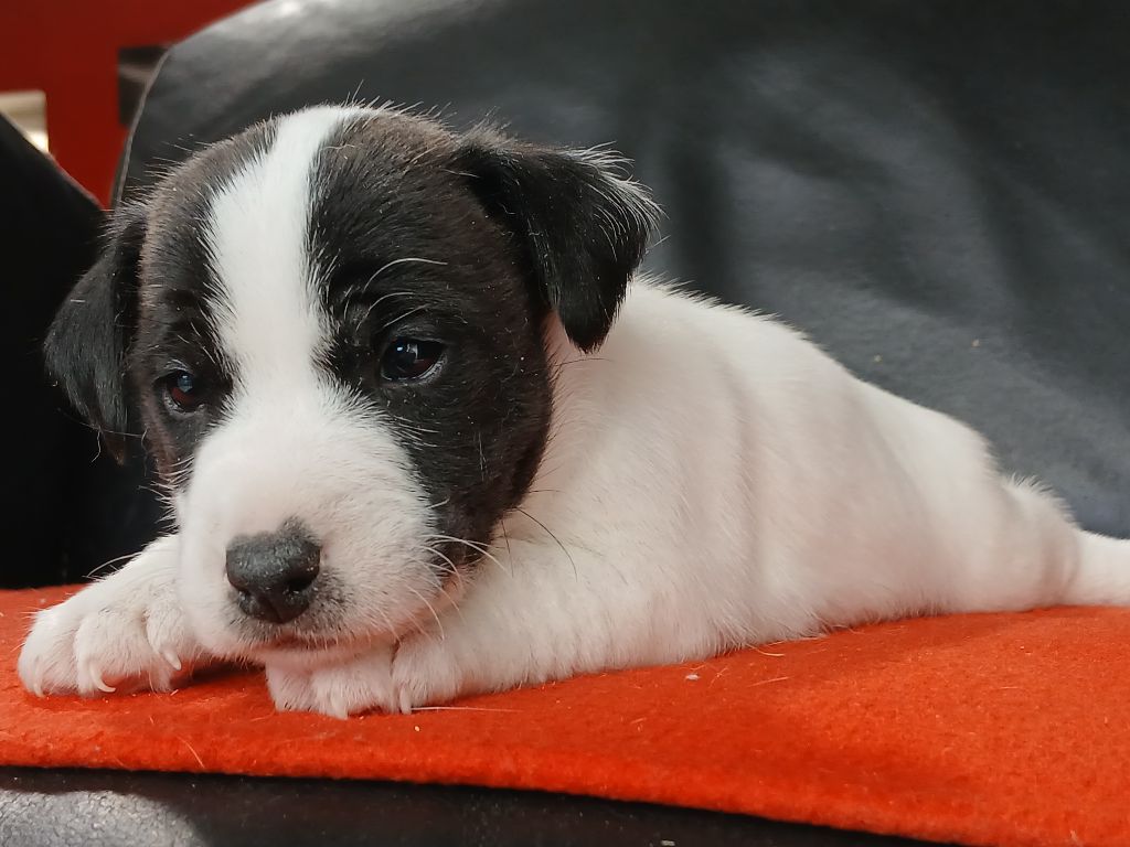 du domaine de la Rocherie - Chiots disponibles - Jack Russell Terrier