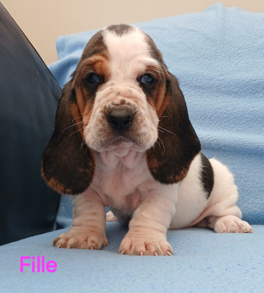 du domaine de la Rocherie - Chiots disponibles - Basset Hound
