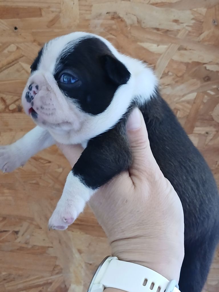 du domaine de la Rocherie - Chiots disponibles - Boston Terrier