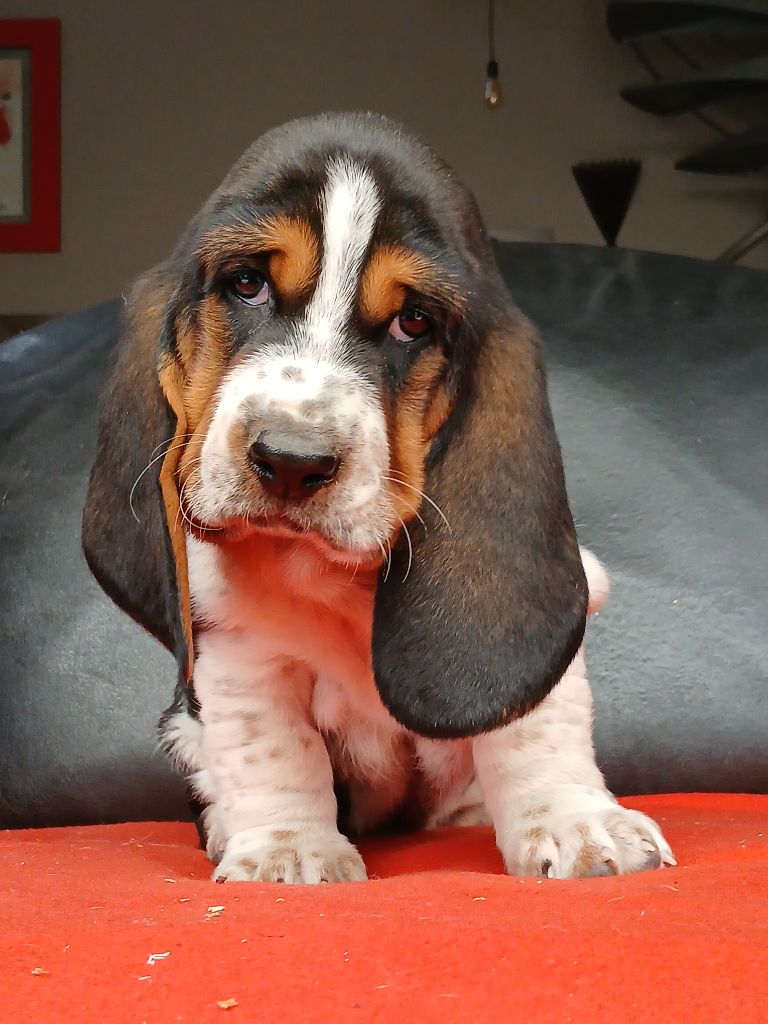 du domaine de la Rocherie - Chiots disponibles - Basset Hound