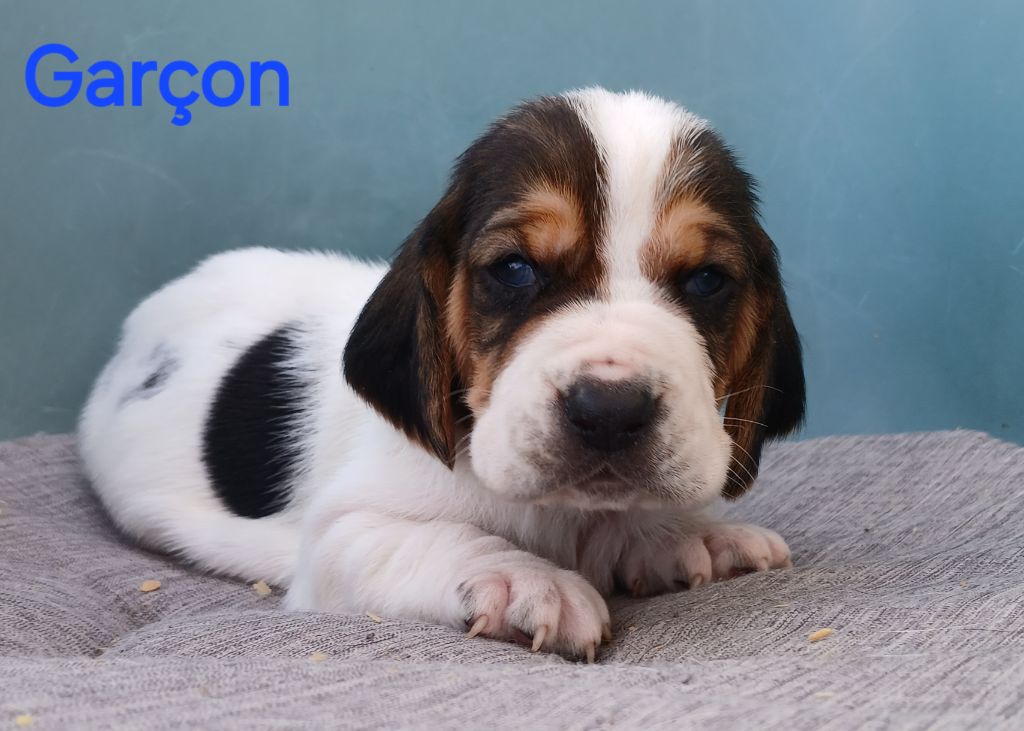 du domaine de la Rocherie - Chiots disponibles - Basset Hound