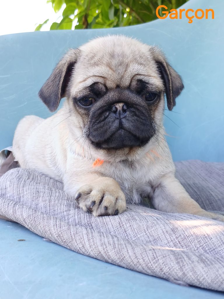 du domaine de la Rocherie - Chiots disponibles - Carlin